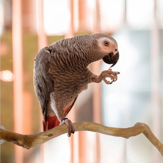 Wooden Bird Perch