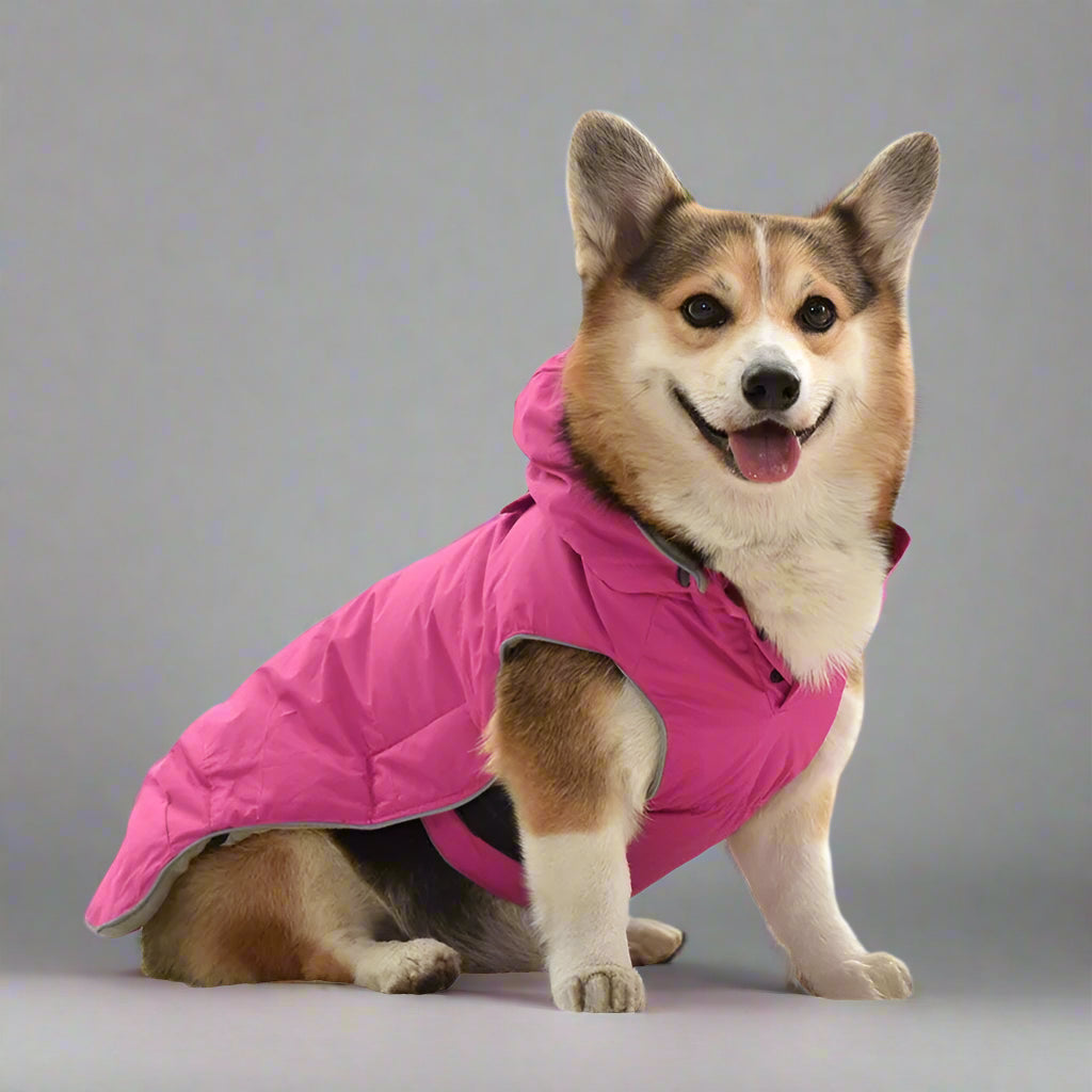 Pet Coat with Harness