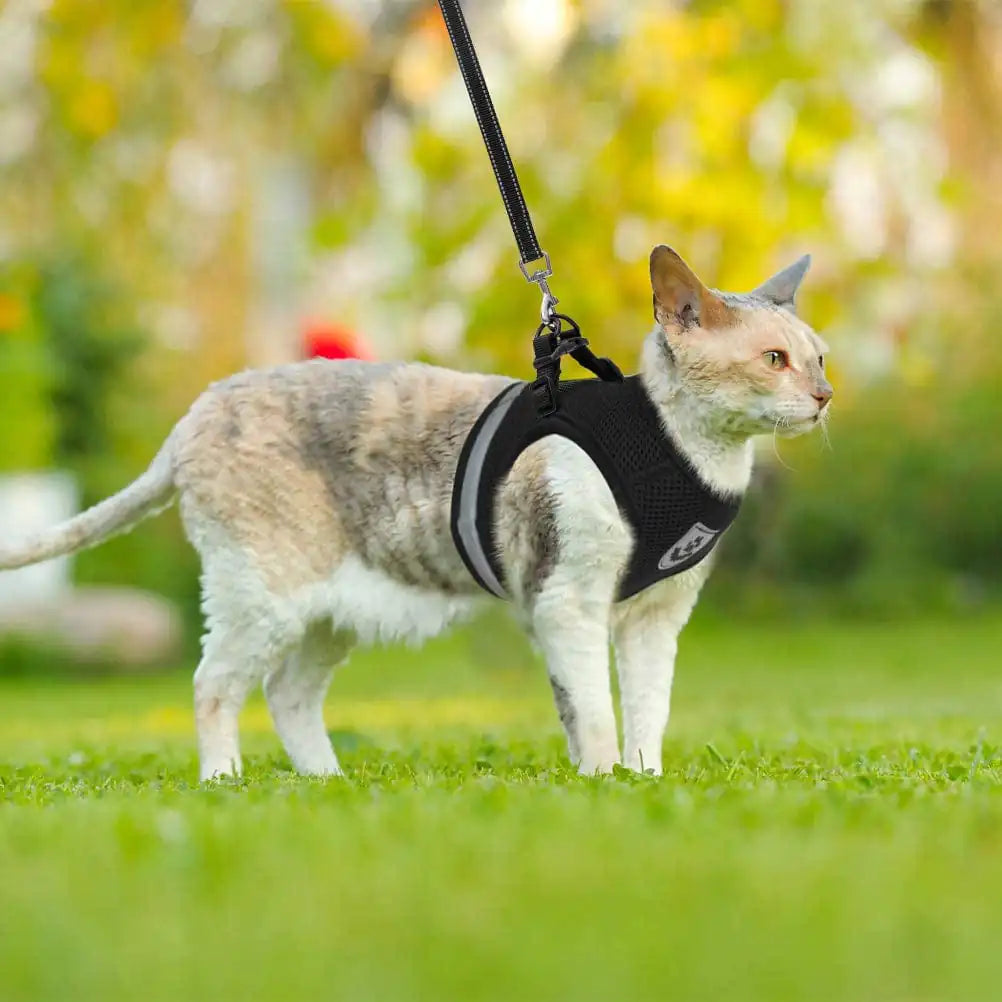 Cat Harness And Leash Set