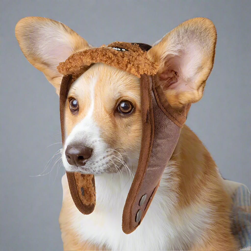 Winter Dog Hat