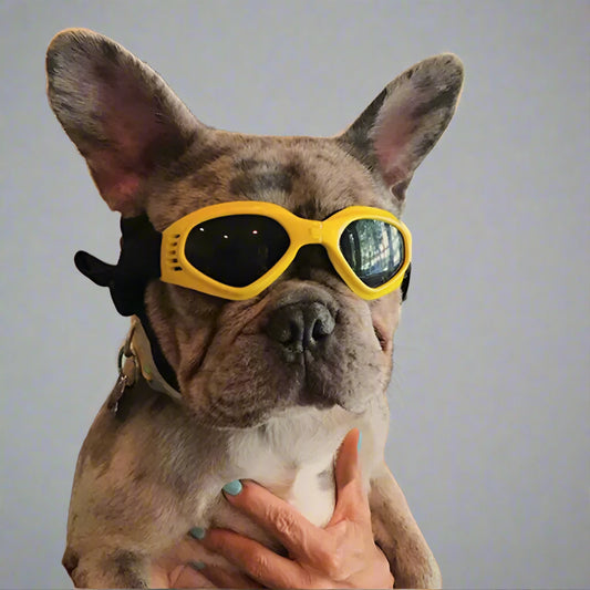 Dog Sunglasses