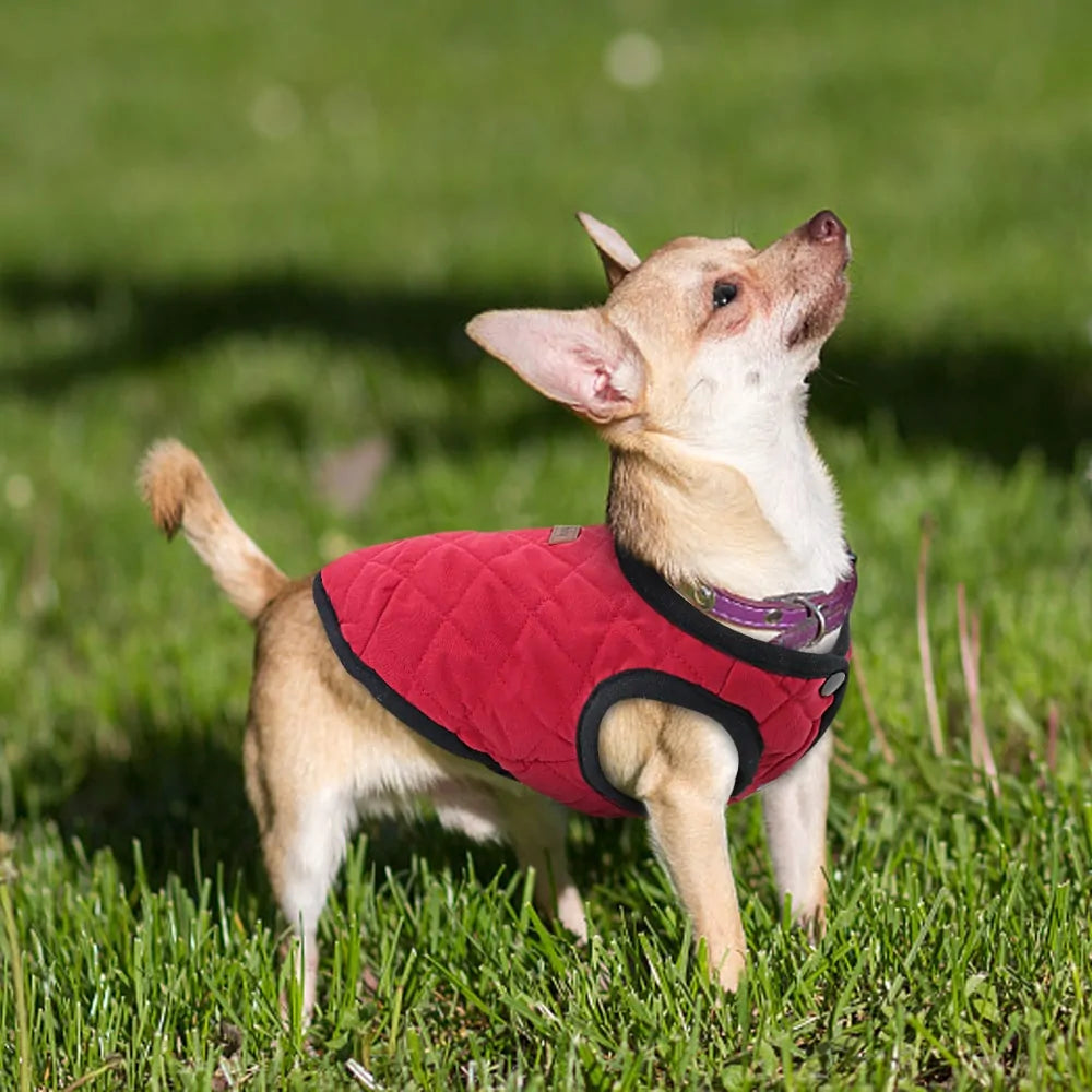 Basic Dog Jacket